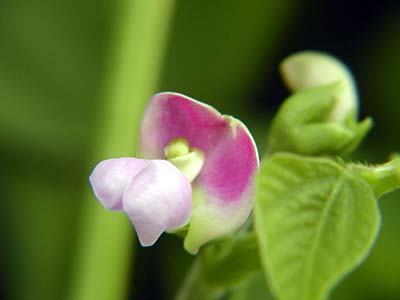 インゲンマメの花