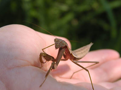 カマキリ