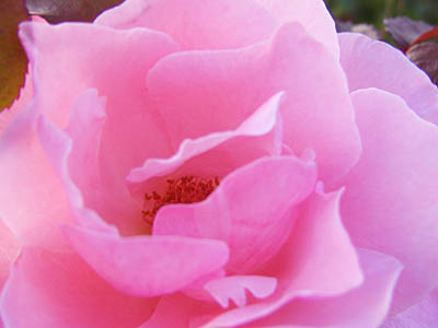 薔薇