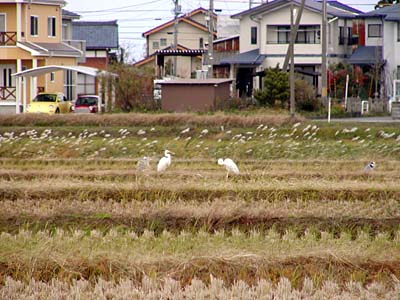 シラサギ