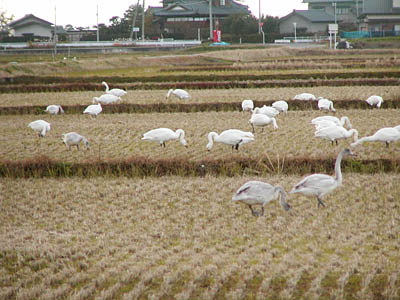 田んぼの白鳥