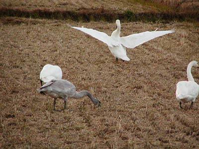 田んぼの白鳥