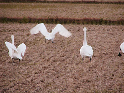 田んぼの白鳥