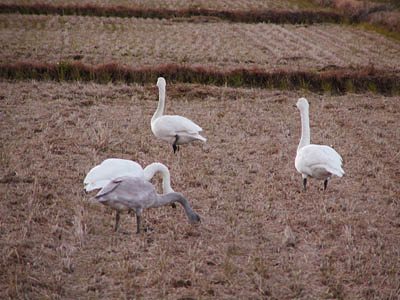 田んぼの白鳥