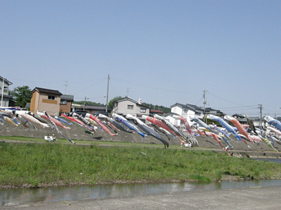 加茂川のこいのぼり