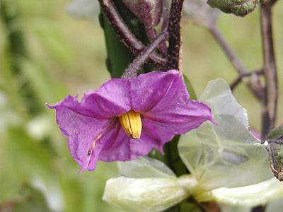 茄子の花