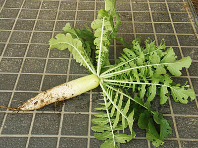 夏大根