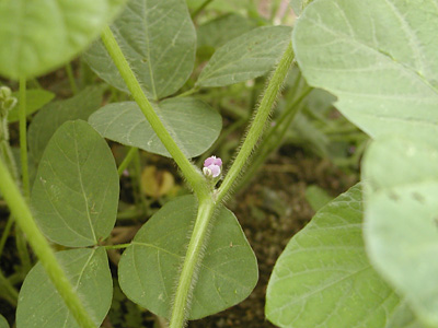 大豆の花