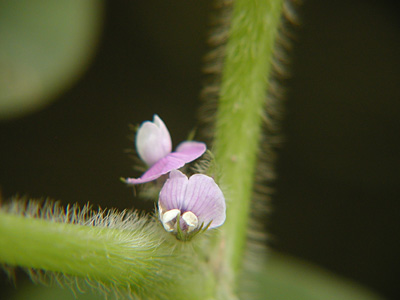 大豆の花