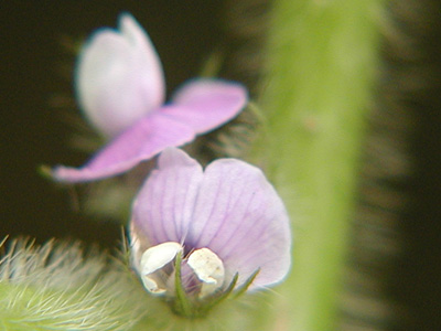 大豆の花