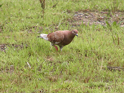 鳩