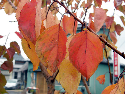 杏の紅葉