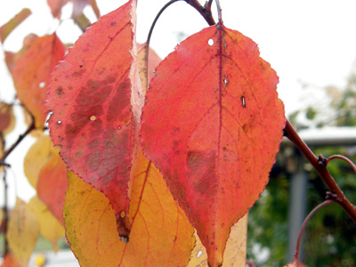 杏の紅葉