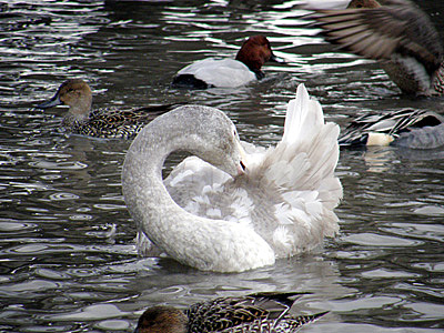 瓢湖の白鳥