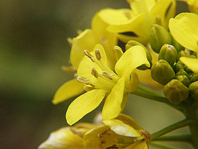 菜の花