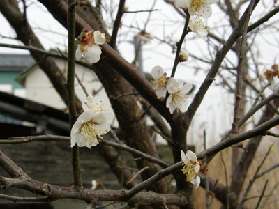 梅の花