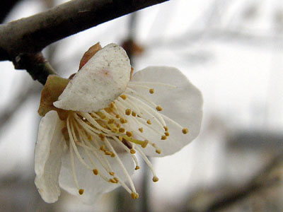 梅の花