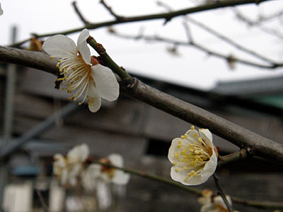 梅の花