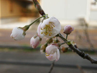 さくらんぼの花