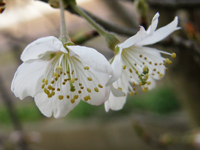 さくらんぼの花