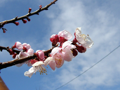 杏の花