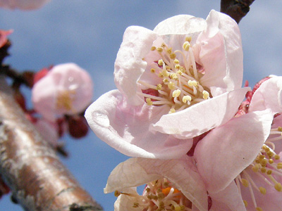 杏の花