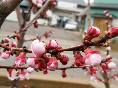 杏の花