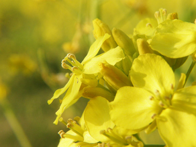 菜の花