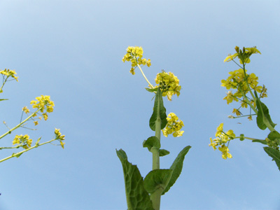 菜の花