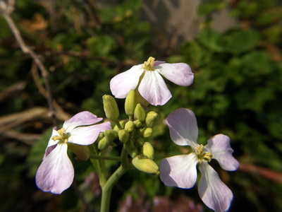 大根の花