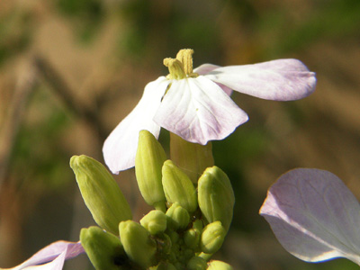 大根の花