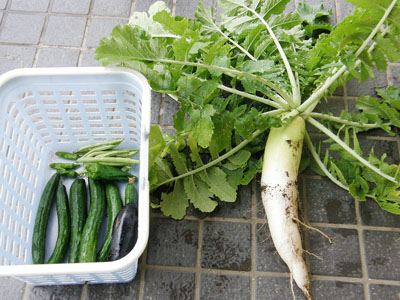 野菜