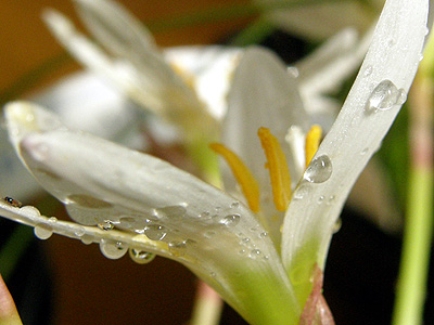 何の花かな？