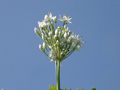 ニラの花