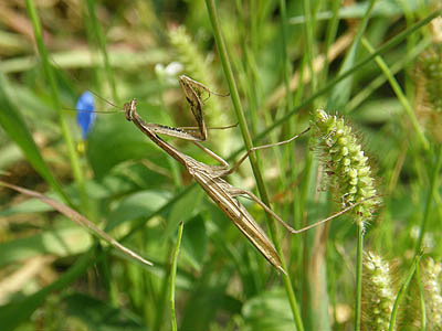 カマキリ