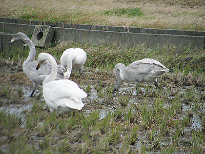 白鳥さん