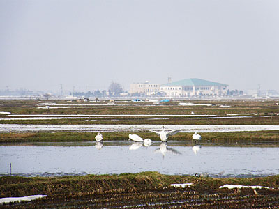 田んぼの白鳥さん