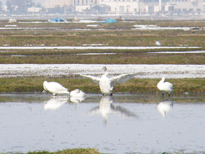 羽根を広げた白鳥さん