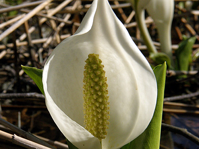 水芭蕉