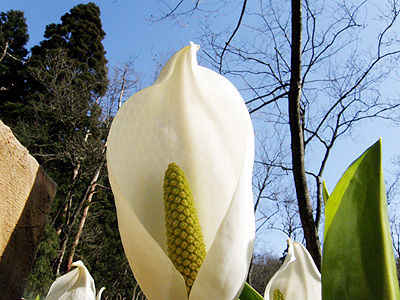 水芭蕉