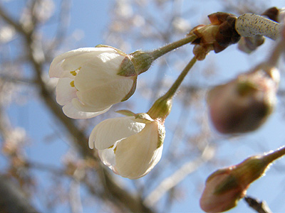 サクランボの花