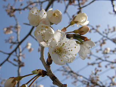 サクランボの花