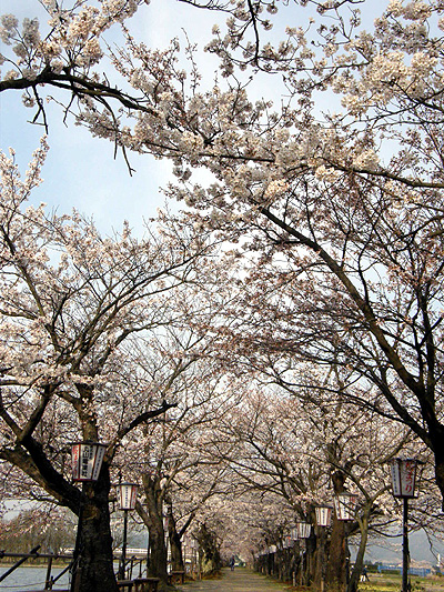 瓢湖の桜