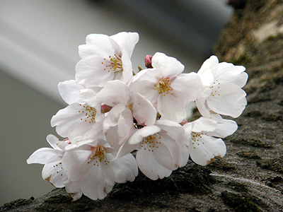 瓢湖の桜