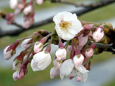 瓢湖の桜