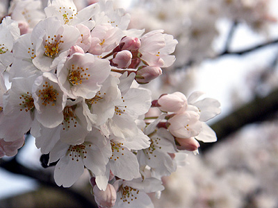 瓢湖の桜