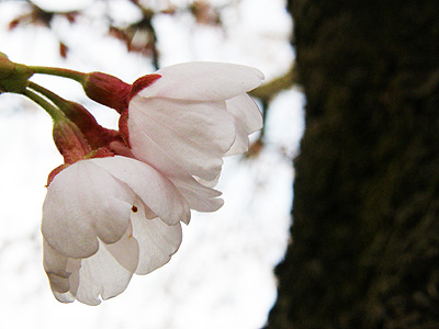 瓢湖の桜