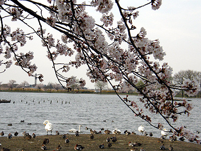 瓢湖の桜