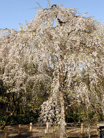 じゅんさい池公園の桜