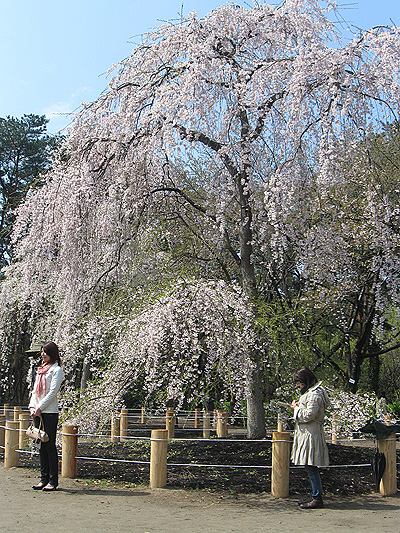 じゅんさい池公園の桜